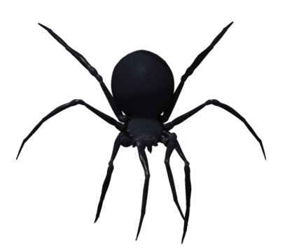 Kara dul örümceği