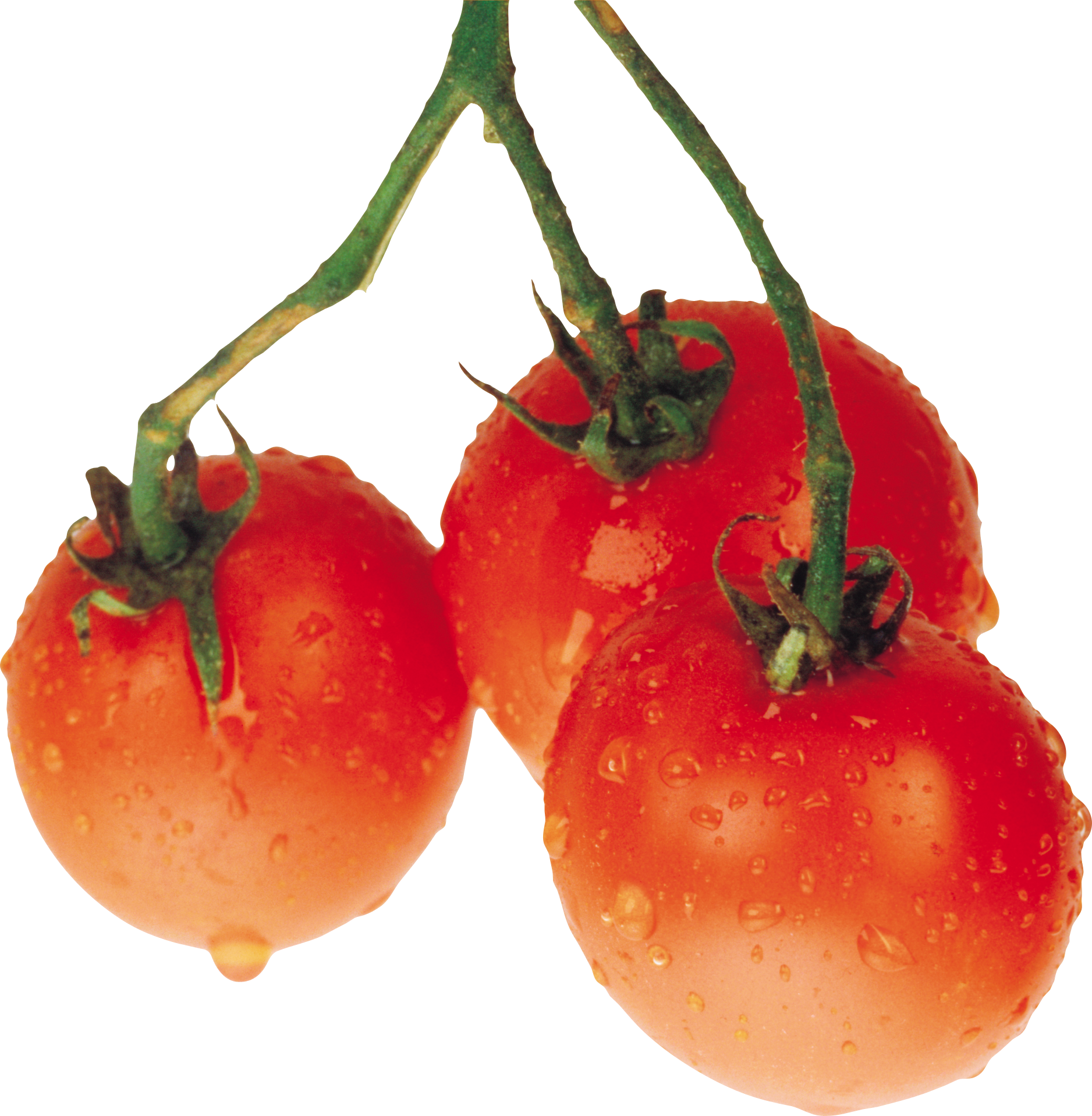 Su damlaları ile domates