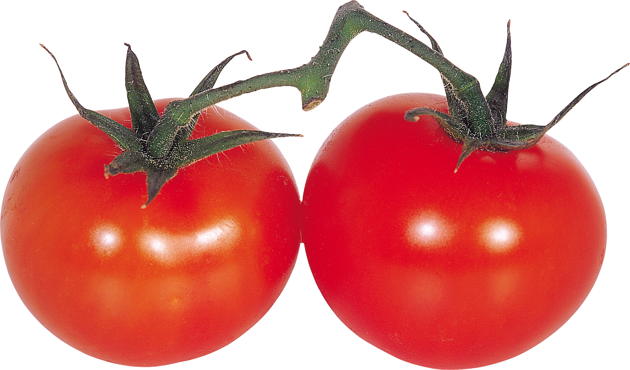 Dalda kırmızı domates